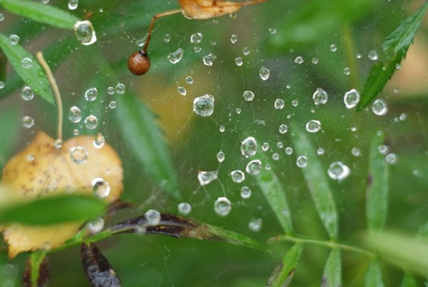 Капельки дождя