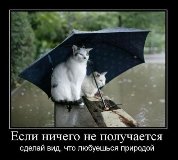 Шутки про дождливую погоду