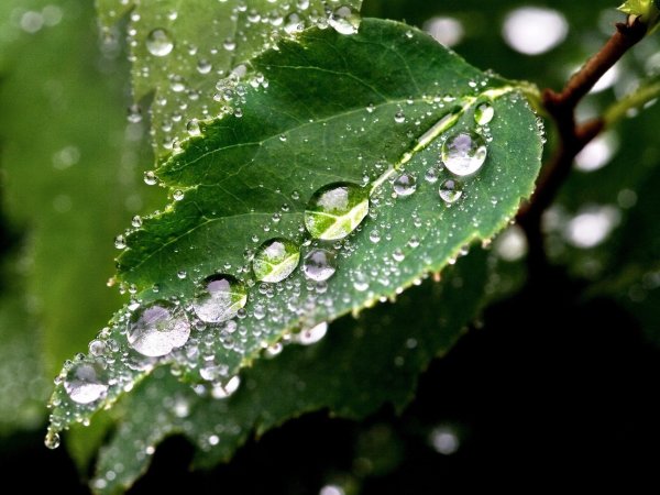 Как пли воды натлистьях