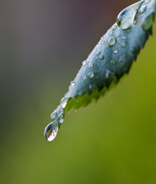 Листья с капельками воды