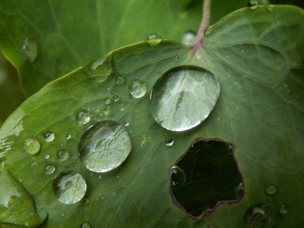 1.4. Кислотные дожди.