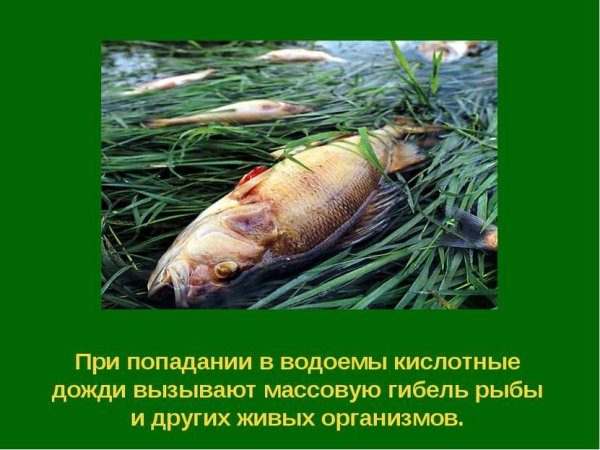 Кислотные дожди