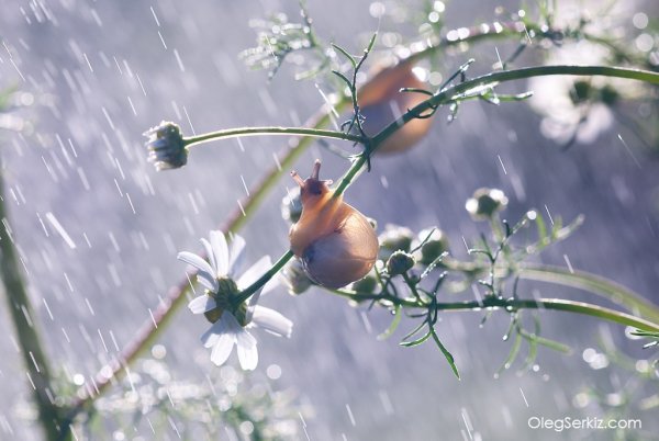 Доброе пасмурное Весеннее утро