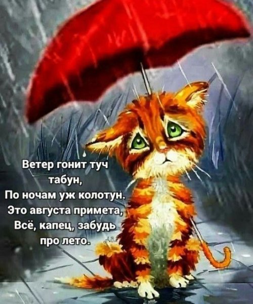 Кот под зонтом
