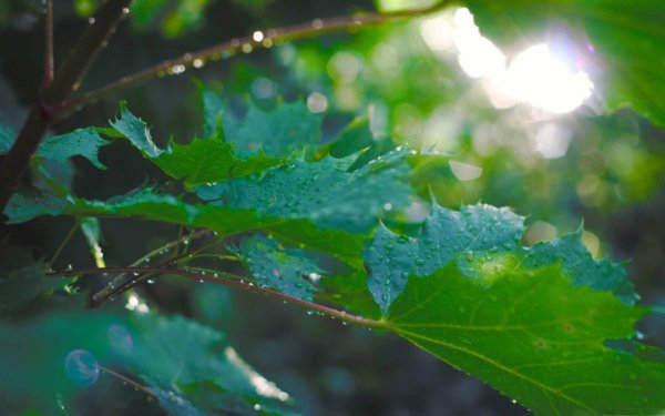 Природа дождь