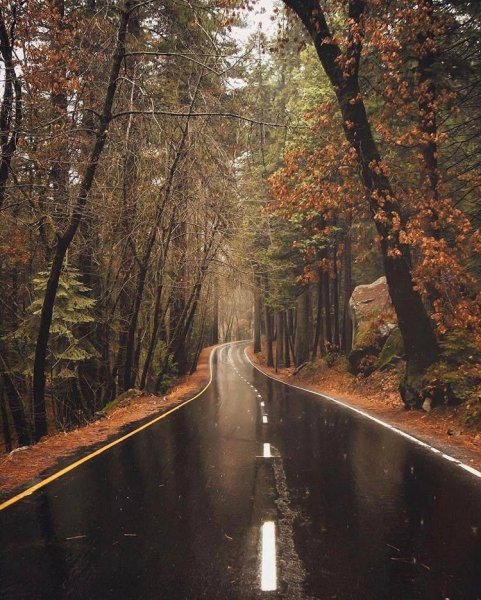 Дорога в лесу