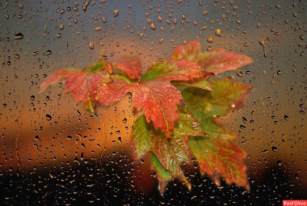 Осень дождь