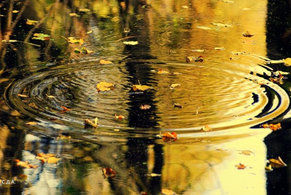 Осень дождь за окном