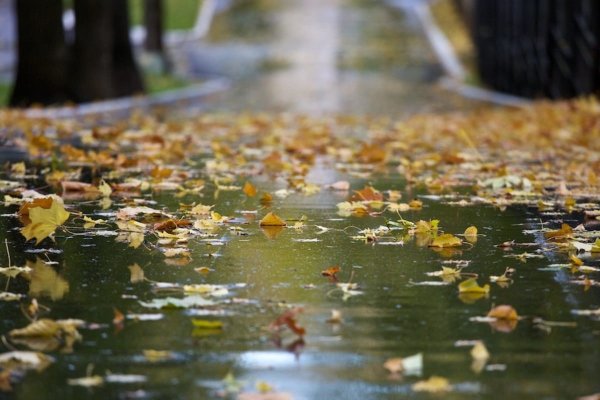 Осень дождь