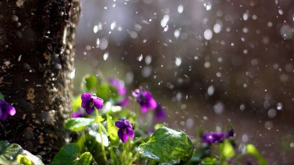 Весна дождь