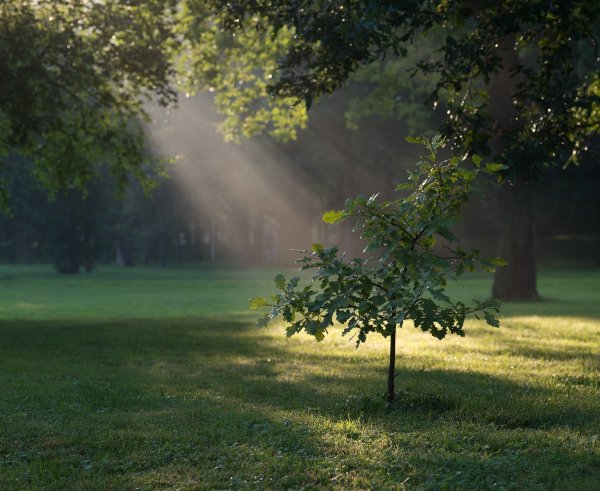 Природа после дождя летом