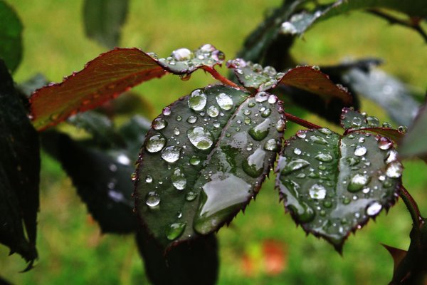 Капли на листьях после дождя