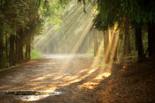 Дождь в лесу