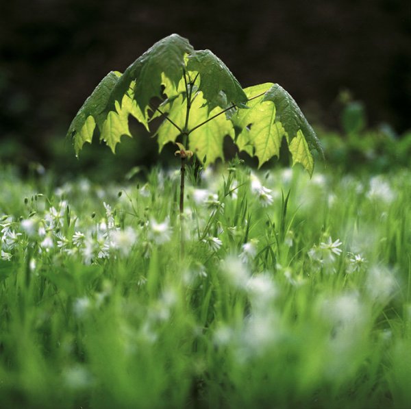 Летний дождь природа