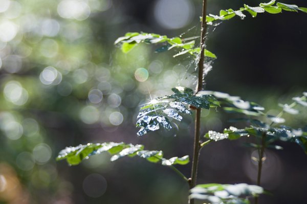 Деревья после дождя