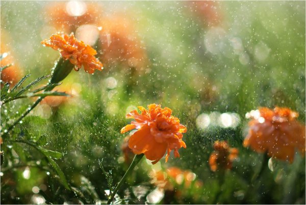 Солнце после дождя