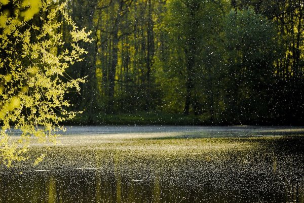 Солнечный дождь