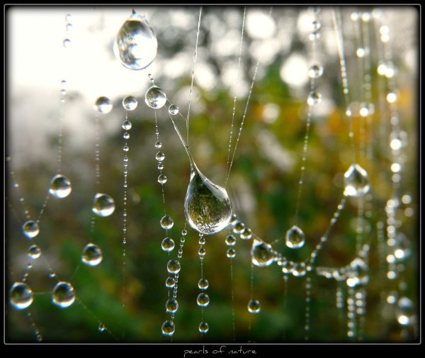 Капли дождя