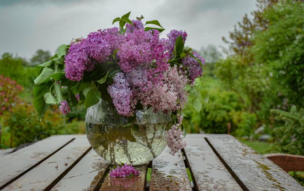 Сирень под дождем