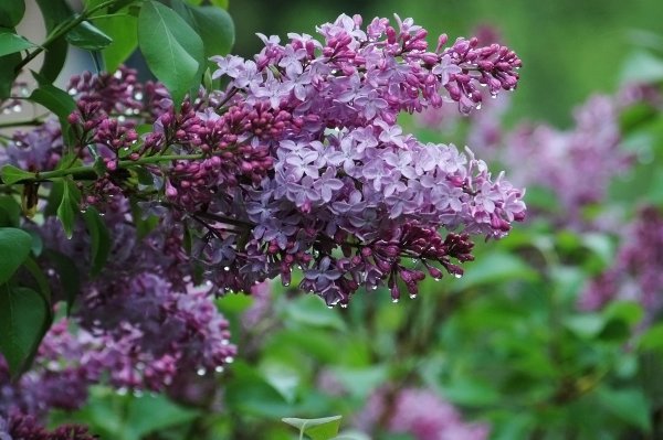 Сирень 2 22мм