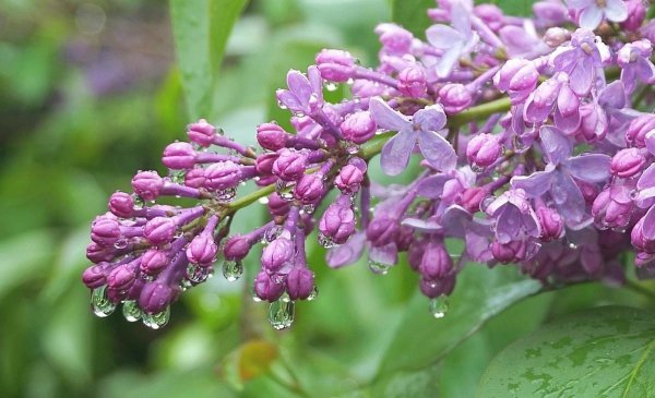 Сирень Карпатская побеги