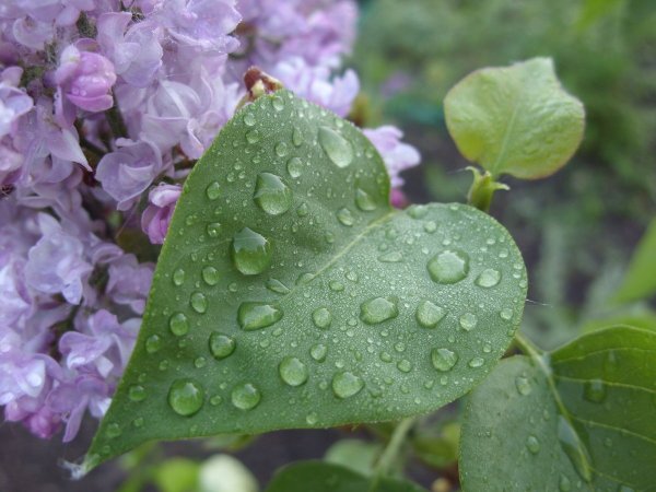 Сирень Молли Энн