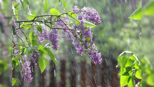 Весна дождь