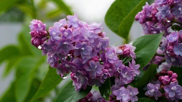 Сирень в каплях дождя