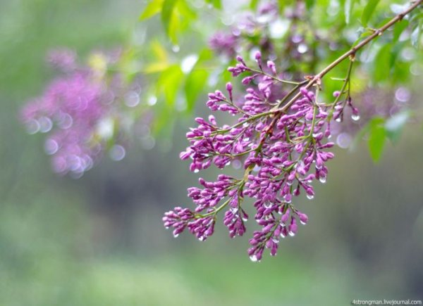 Сирень гроза