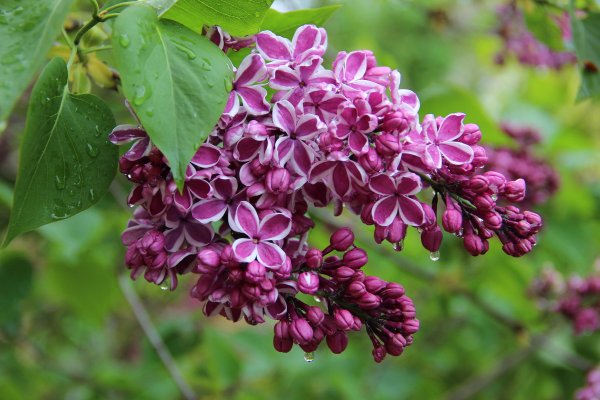 Сирень гроза