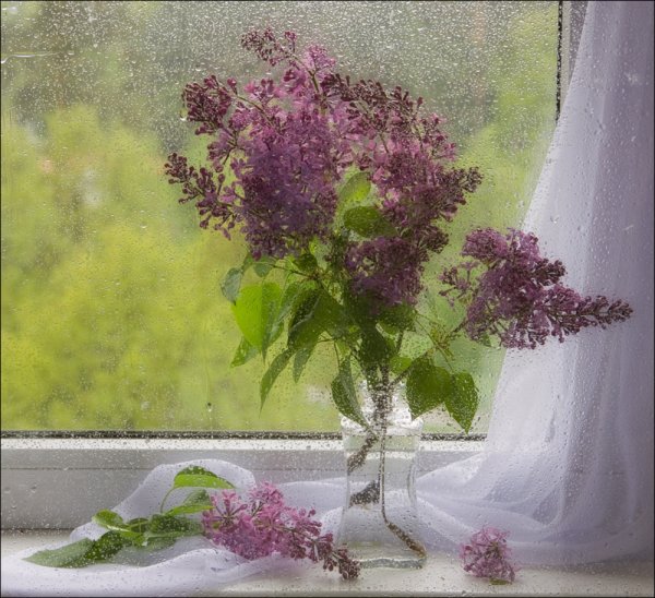 Сирень дождь