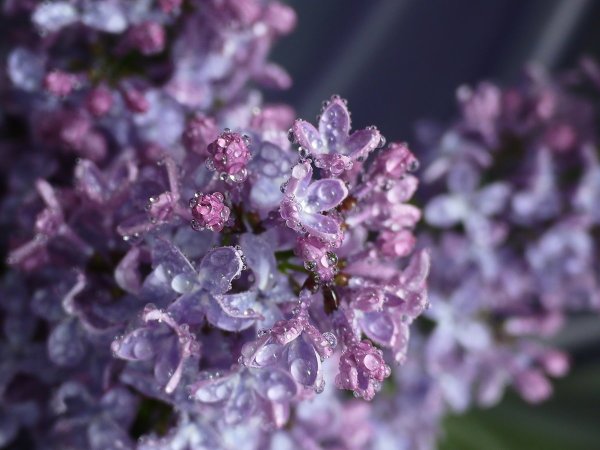 Фиалка Амурская сирень