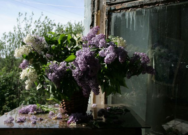 Сады Семирамиды Цветущая сирень