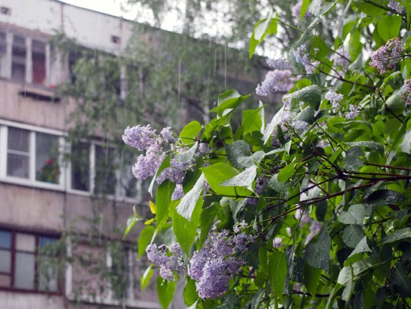 Сирень дождь