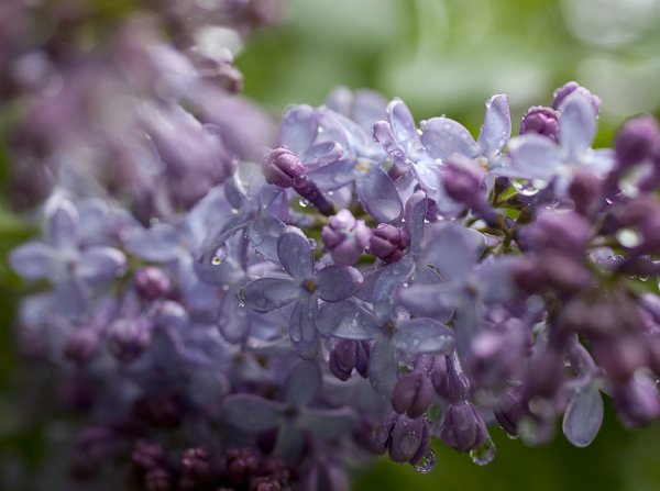 Сирень дождь