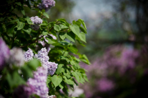 Куст сирени