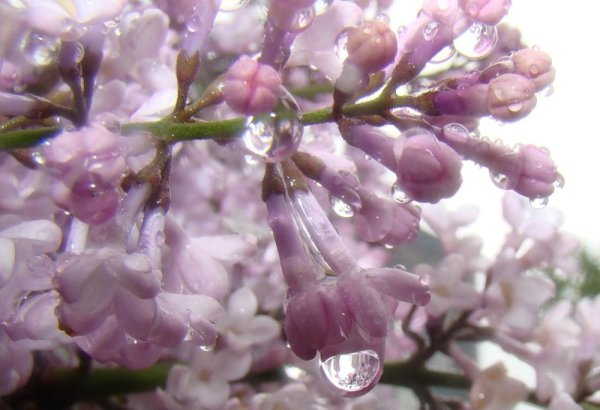 Сирень дождь