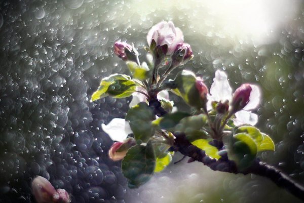 Весенний дождик