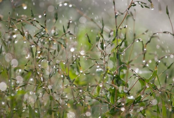 Весна дождь