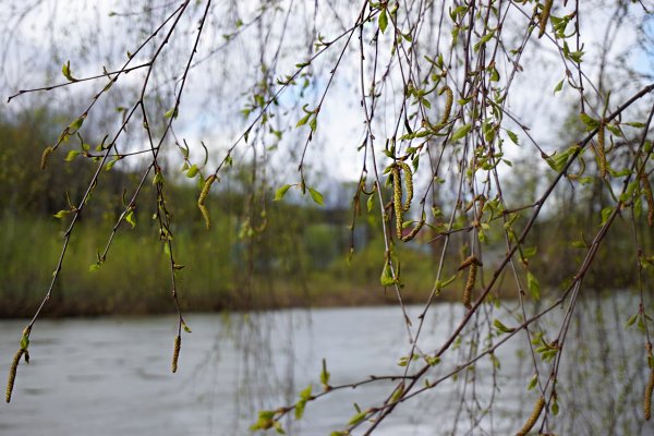 Дождь весной