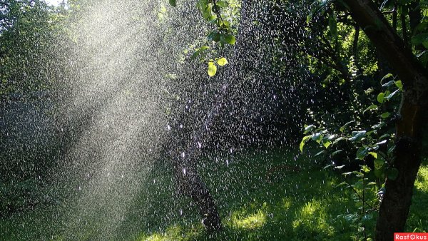 Летний ливень