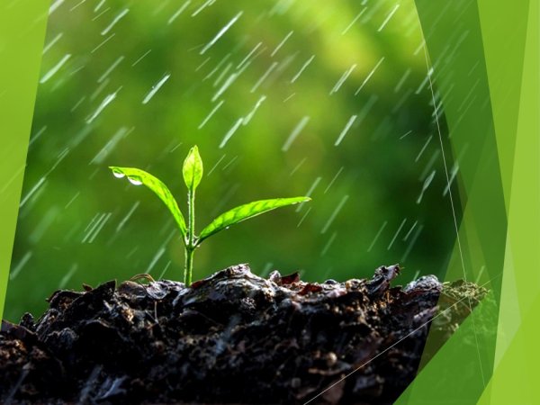 Фульвовые кислоты Гринвей