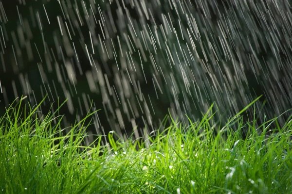 Дождь на траве