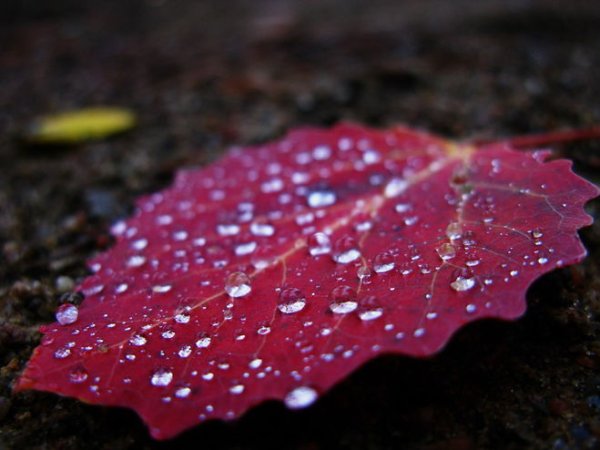 Редкий дождь