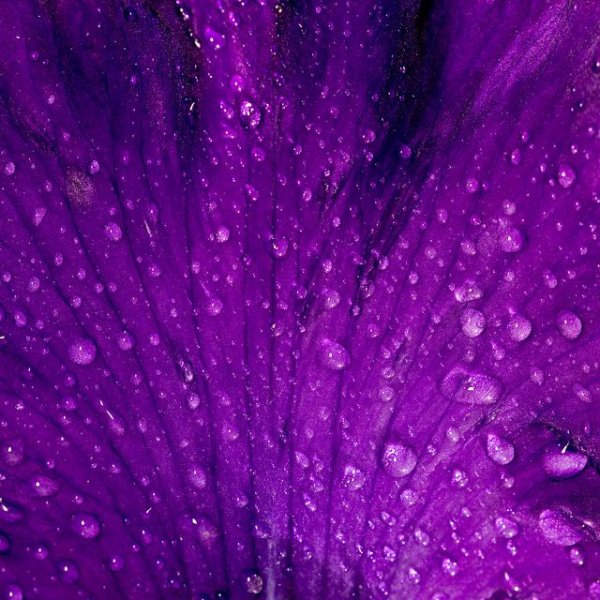 Фиолетовые капли