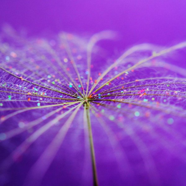 Сиреневый дождь