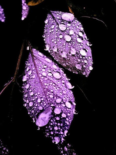 Фиолетовые капли