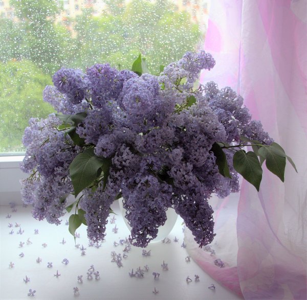 Мокрая сирень