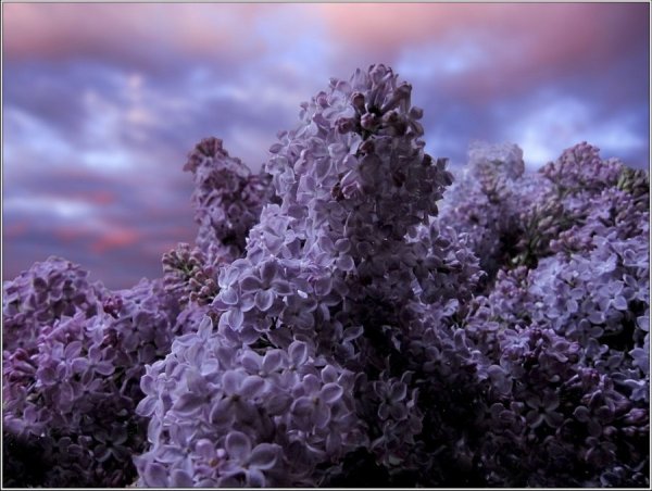 Сирень гроза