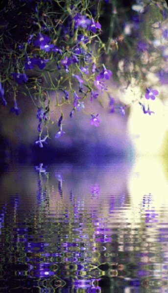 Цветок отражается в воде